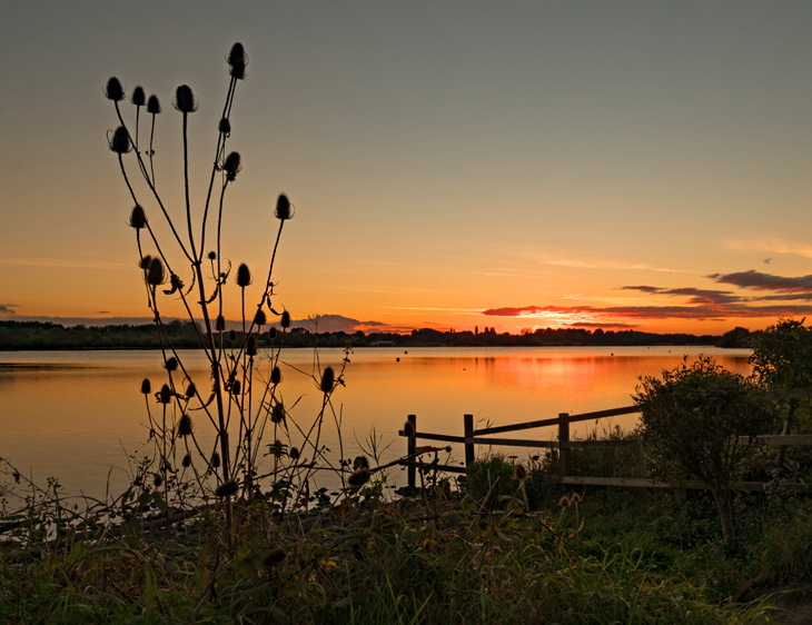 Teasel Sunset